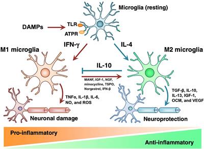 Immunologic Rejection of Transplanted Retinal Pigmented Epithelium: Mechanisms and Strategies for Prevention